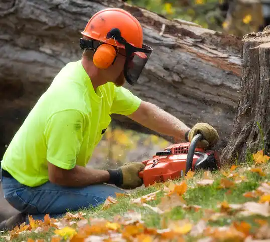 tree services Macedonia